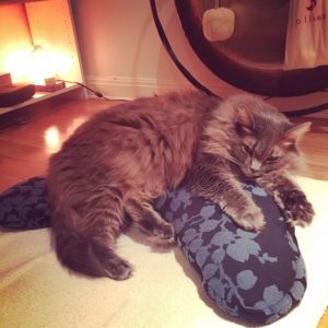 cat on meditation cushion in front of the gong