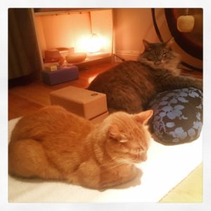 cats sleeping in front of a gong
