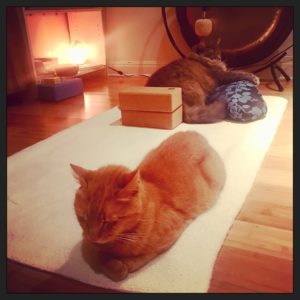 cats in front of a gong