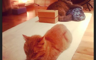 Gong Yoga Newsletter July 2018: Gongs for Cats, Dogs, Whales and Eagles
