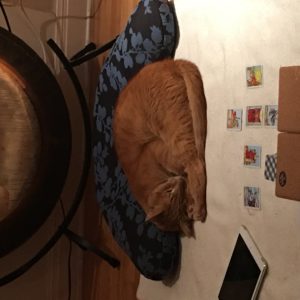 cat meditating in front of the gong with tarot cards