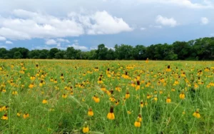 field of wildflowers in texas