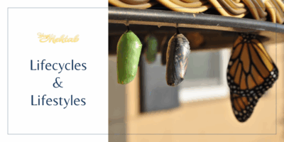 lifecycles and lifestyles training graphic