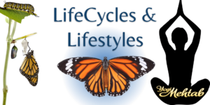 lifecycles and lifestyles - kundalini level two training